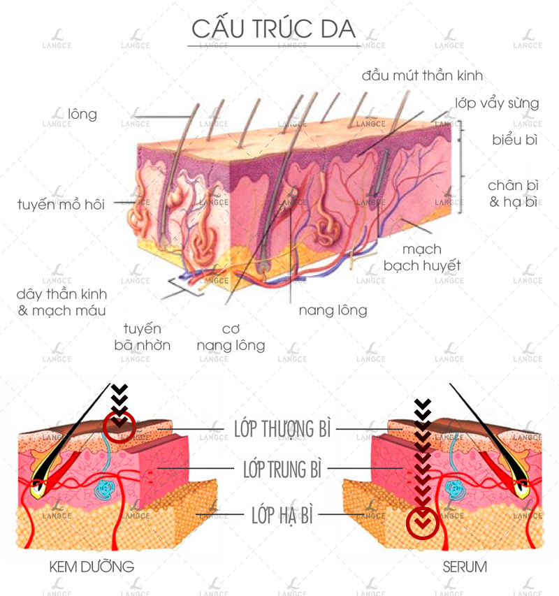 LANGCE - KHÁC NHAU GIỮA SERUM VÀ KEM DƯỠNG